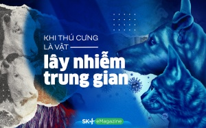 Khi thú cưng là vật lây nhiễm trung gian