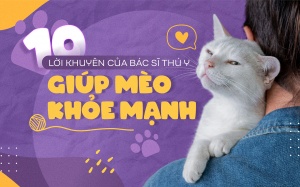 10 lời khuyên của bác sĩ thú y giúp mèo khỏe mạnh