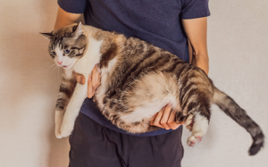 Mèo cưng béo phì và 'sen' làm sao đây?