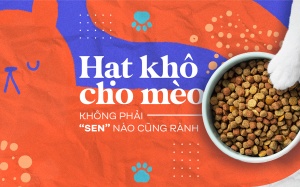 Hạt khô cho mèo: không phải “sen” nào cũng rành