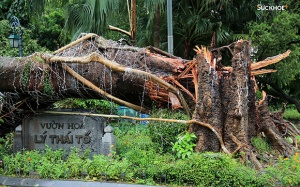 Chùm ảnh: Nhiều cây đại thụ ở Hà Nội bị 'quật ngã' trong siêu bão YAGI