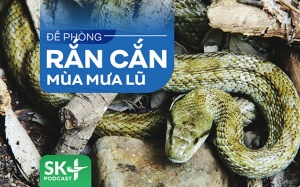 Podcast: Đề phòng rắn cắn mùa mưa lũ