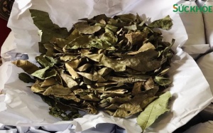 Bài thuốc chữa xương khớp gia truyền 6 đời tại Hà Tĩnh