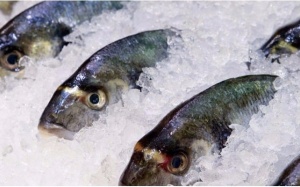 Nguy cơ ngộ độc histamine từ cá biển