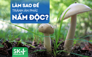 Podcast: Làm sao để tránh ăn phải nấm độc?