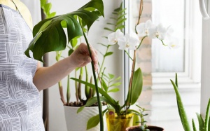 7 loài cây cảnh dễ chăm, mang lại không gian xanh trong nhà