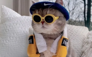 6 bệnh về mắt thường gặp ở mèo 