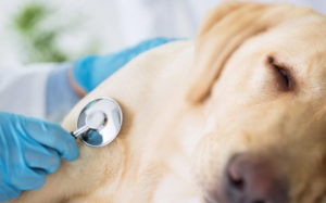 Dấu hiệu cún cưng bị sỏi thận và cách điều trị 