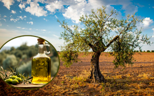 Biến đổi khí hậu làm tăng giá dầu olive