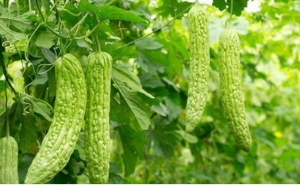 Mướp đắng có tác dụng gì với mái tóc?