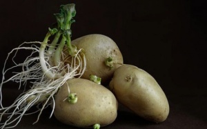 Nếu thấy khoai tây có 2 dấu hiệu này, đừng bao giờ ăn!