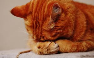 Những điều cần biết về bệnh Herpes ở mèo 