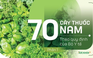 Thuốc Nam trong vườn: 5 loại cây thuốc gia vị quen thuộc