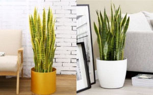 5 loại cây nên đặt trong phòng ngủ giúp bạn ngon giấc