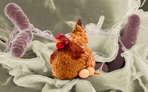 Vì sao thịt gà dễ nhiễm khuẩn Salmonella?
