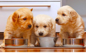 Tại sao cún con nhà bạn lại bỏ ăn?