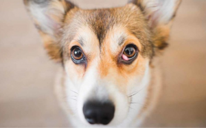 Giải mã bệnh “cherry eye” ở cún cưng 