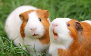 Cần lưu ý điều gì khi nuôi chuột lang?