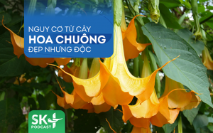Podcast: Nguy cơ từ cây hoa chuông đẹp nhưng độc  