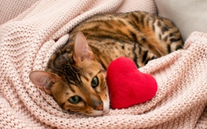 Tử vi thứ Tư (20/11/2024): Nhân Mã sẽ tạo được cảm tình với cả những người khó tính