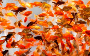 5 quan niệm sai lầm phổ biến về việc nuôi cá vàng 