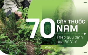 Thuốc Nam trong vườn: 4 loại cây chữa viêm phế quản