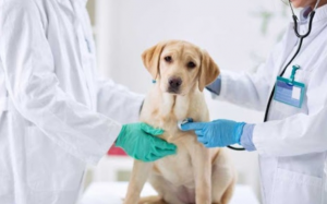 Công nghệ AI giúp phát hiện những vấn đề về tim ở cún cưng 