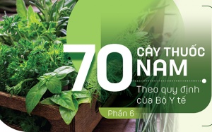 Thuốc Nam trong vườn: 4 loại cây lợi tiểu