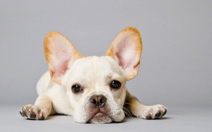 7 lý do khiến sen nên cân nhắc khi nuôi Bull Pháp