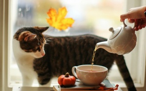 8 thức trà không caffeine giúp giảm lo âu, căng thẳng