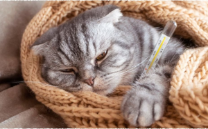 Cúm gia cầm ở mèo: Nguyên nhân, triệu chứng và cách phòng ngừa 