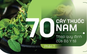 Thuốc Nam trong vườn: 4 loại cây có tác dụng cầm máu