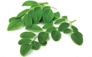 Chùm ngây có giúp nhanh mọc tóc?