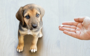 Tại sao không nên bỏ qua việc tẩy giun cho cún?