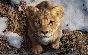 Gợi ý phim cuối tuần: Ra rạp xem “Mufasa: Vua sư tử”