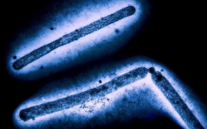 Mỹ có ca nhiễm cúm gia cầm nguy kịch, California ban bố tình trạng khẩn cấp