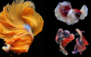 Những điều cần biết khi nuôi cá chọi 