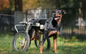 Cún cưng đi lại khó khăn – Dấu hiệu bệnh nan y mà “sen” cần biết