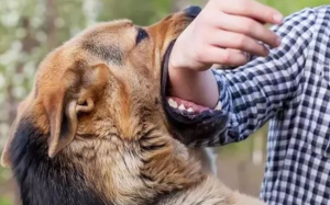 Thêm 2 trường hợp tử vong vì bệnh dại, bài học đắt giá do chủ quan