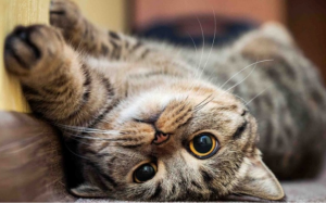 Đồng tử của mèo biến đổi nói lên điều gì?