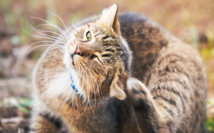 Phải làm gì khi mèo cưng bị viêm tai?