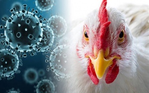 Mỹ ghi nhận ca tử vong đầu tiên do cúm gia cầm ở người