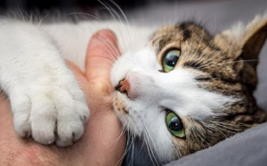 Giải mã những ngôn ngữ cơ thể của mèo cưng 