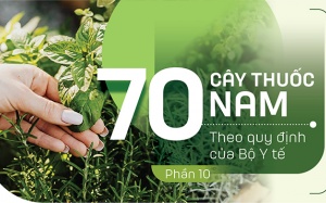 Thuốc Nam trong vườn: 4 loại cây trị viêm mũi dị ứng