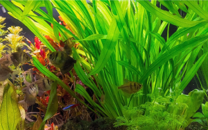 Cách làm sạch các loại cây trong bể thuỷ sinh 