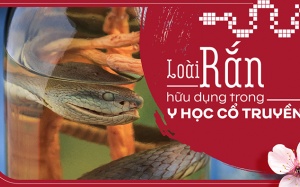 Loài rắn hữu dụng trong y học cổ truyền