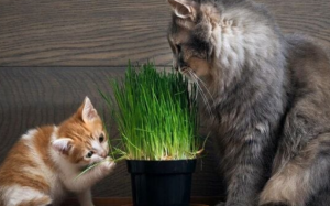 Cỏ mèo có gây hại cho mèo không?