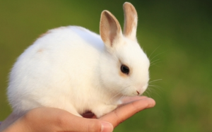 Dấu hiệu nhận biết khi thỏ cưng ốm, bệnh