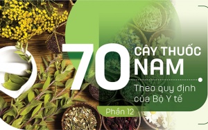 Thuốc Nam trong vườn: 5 loại cây giúp thanh nhiệt trong những ngày Tết ngập cỗ bàn