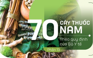 Thuốc Nam trong vườn: 5 loại cây hỗ trợ điều trị viêm da cơ địa